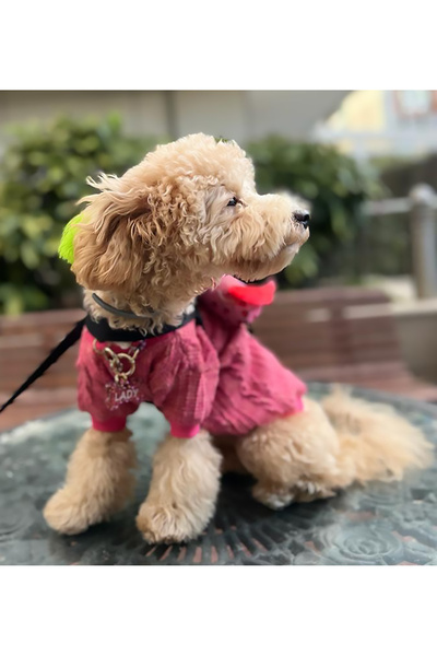 PETITE Koyu Pembe Yesili Köpek kazagi Köpek Kıyafeti