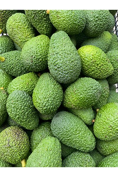 KILINÇ TROPİKAL 1 Kg Avokado Taze Hasat Yerli Üretim