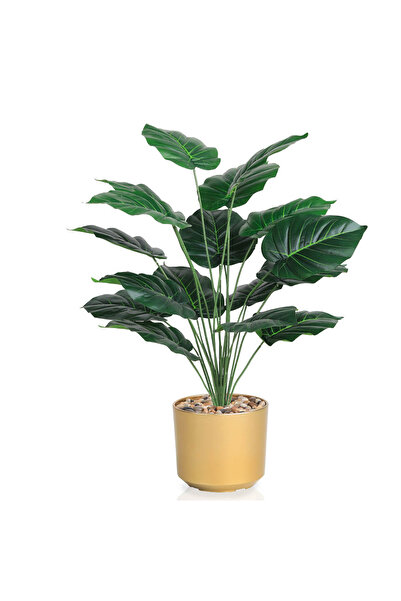 co arma A seedling with 16 leaves in a plastic pot, 70 cm high