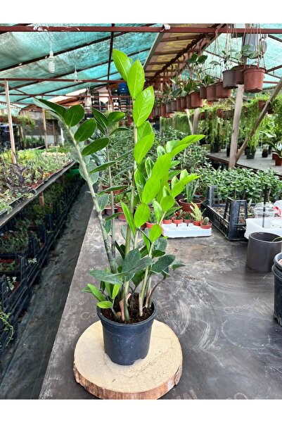 BAYRAKTAR PEYZAJ Zamia - Zeze Çiçeği 40-60 cm