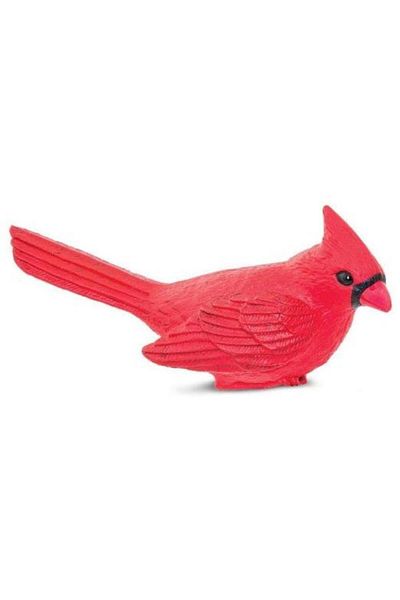 Safari Northern Cardinal