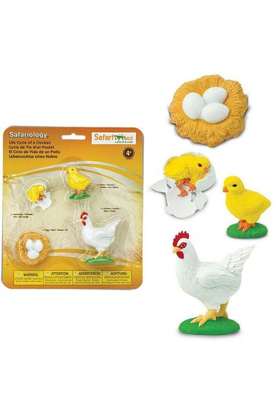 Safari The life cycle of a chicken