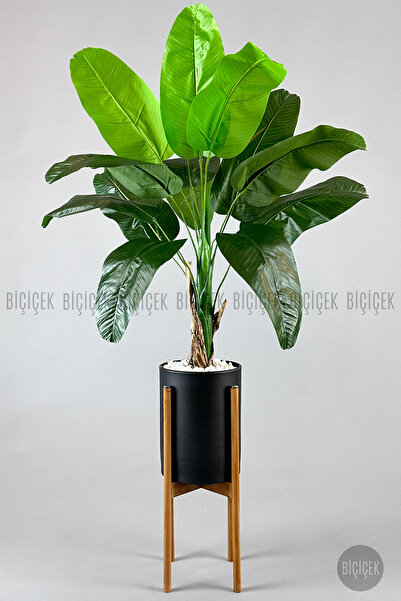 BİÇİÇEK Muz ağacı tek gövde 125-175 cm