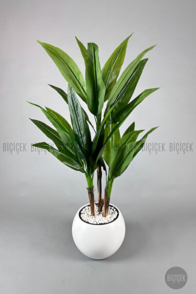 BİÇİÇEK Difenbahya 3 gövde orta boy 150-175cm