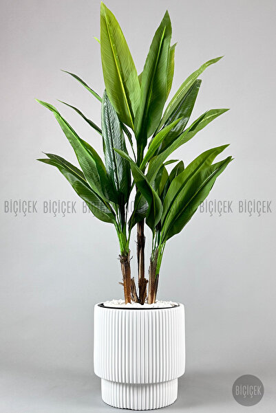 BİÇİÇEK Difenbahya 3 gövde orta boy 150-175cm