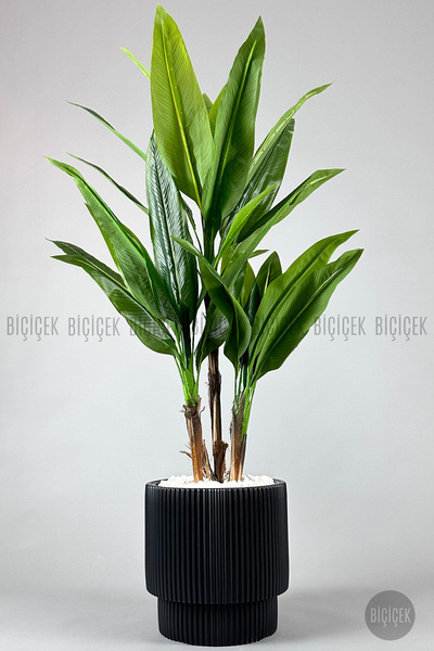 BİÇİÇEK Difenbahya 3 gövde orta boy 150-175cm