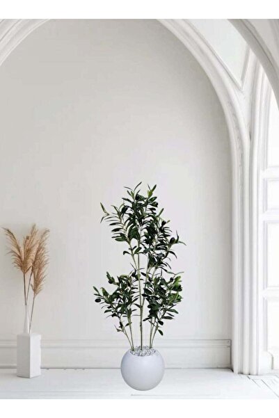 BYT ALRWASM FOR TRADE شتلة زيتون مع وعاء أبيض 80 سم