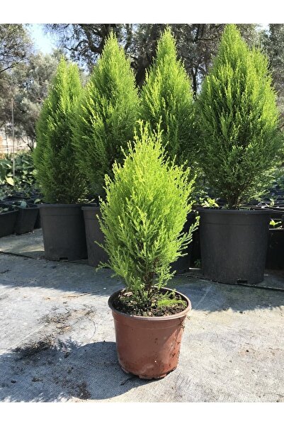 serada decor & plant Limon Kokulu Çam Ağacı 30-40 cm Limoni Servi Cupressus