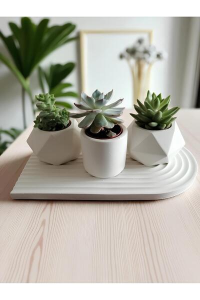 Grimsi 3’lü Beton Saksı Seti – Dekoratif Sunum Tepsili (Bitkiler Hariç)