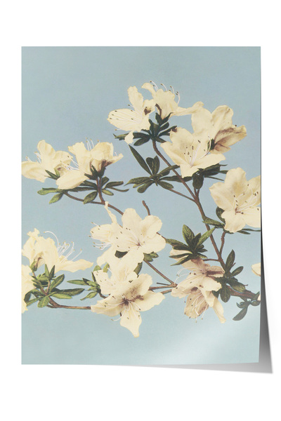 Zestia Poster fără ramă, ramuri de flori albe, poster decorativ pentru dormit...