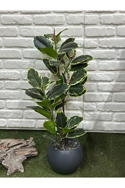 çiçek rengi dekor Yapay Kırçıllı Renk Kauçuk Bitkisi (100cm)