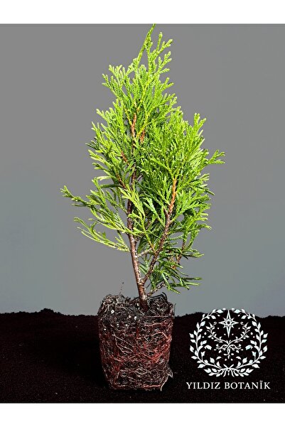 YILDIZ BOTANİK Smaragd Mazı Fidanı Çit Bitkisi Thuja Occidentalis Çam Ağacı 1...