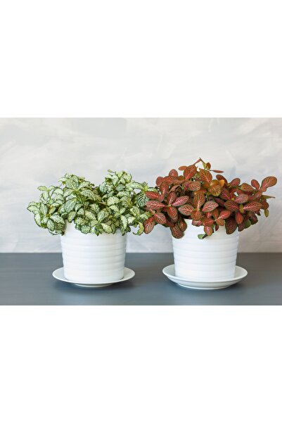 SYNETELLYA Fittonia Fittonya 2'li Set Rastgele Renk