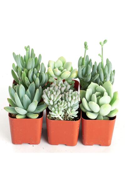 SYNETELLYA Rastgele 6 Sukulent Lüks Set