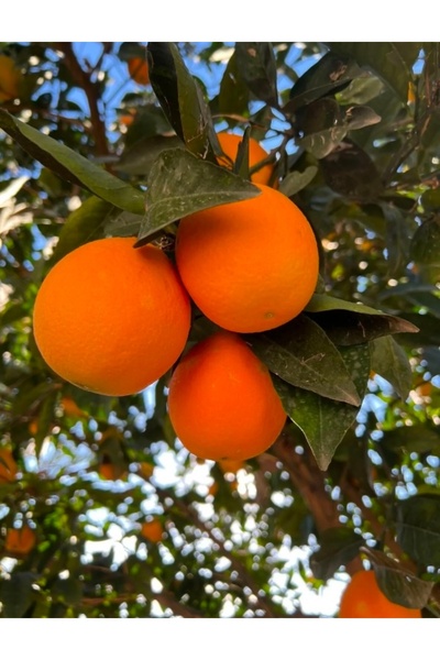 ADKTROPİKAL 1 KG PORTAKAL ANAMUR TAZE HASAT