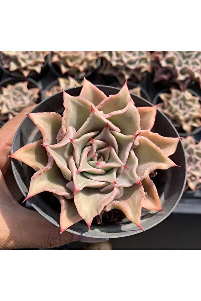 SukuLand Echeveria Madiba Koleksiyonluk Özel Tür Sukulent 5,5cm Saksıda
