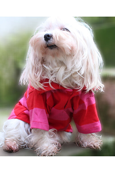 PETITE Polo Yaka Köpek Kıyafeti Kirmizi Çizgili
