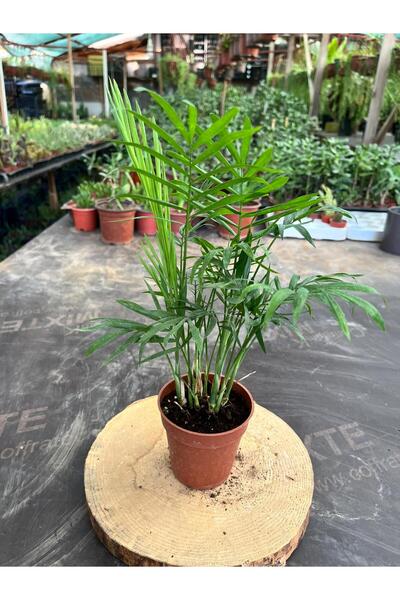 BAYRAKTAR PEYZAJ Chamaedorea Elegans Dağ Palmiyesi (40-50cm)