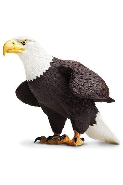 Safari White-headed eagle