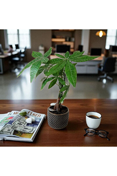 BitkiTÜRK -Dekoratif Beton Saksıda PACHIRA (para ağacı) Kuş figürlü ofis salon iç mekan bitkisi