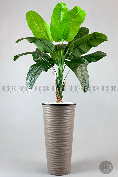 BİÇİÇEK Muz ağacı tek gövde 125-175 cm