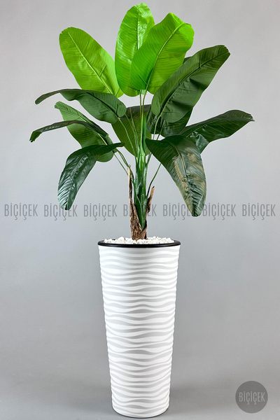 BİÇİÇEK Muz ağacı tek gövde 125-175 cm