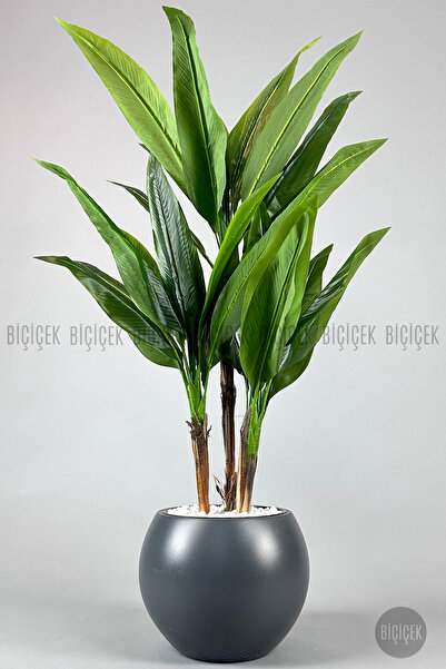 BİÇİÇEK Difenbahya 3 gövde orta boy 150-175cm