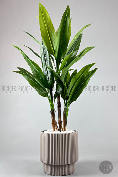 BİÇİÇEK Difenbahya 3 gövde orta boy 150-175cm