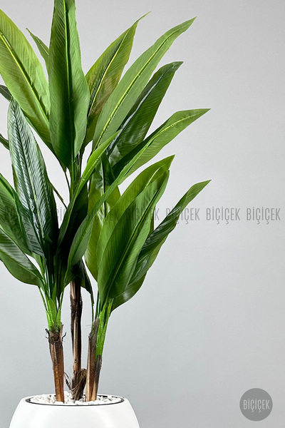 BİÇİÇEK Difenbahya 3 gövde orta boy 150-175cm