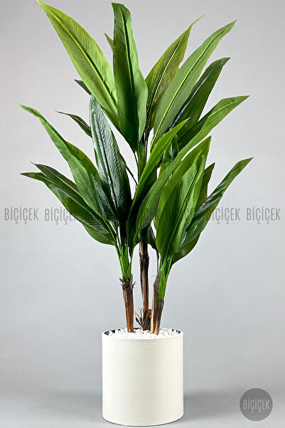 BİÇİÇEK Difenbahya 3 gövde orta boy 150-175cm