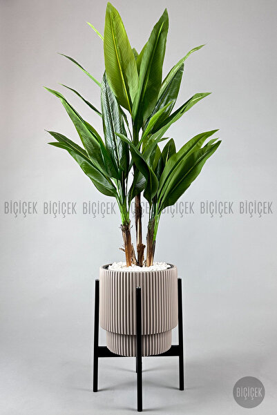 BİÇİÇEK Difenbahya 3 gövde orta boy 150-175cm