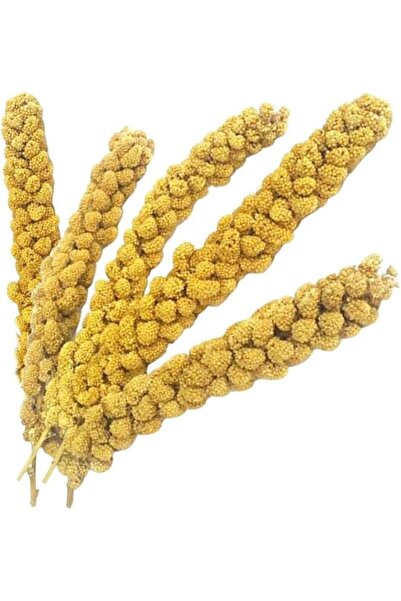 Pet Mamacı Kuşlar İçin Ak Dal Darı 500 GR