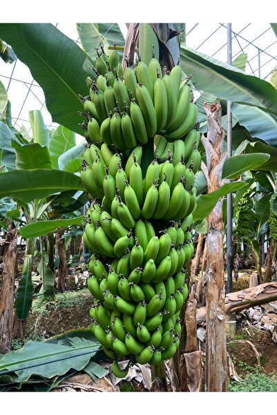 ADKTROPİKAL 9 KG YERLİ ANAMUR MUZU