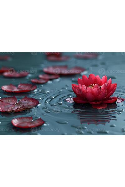 prestijiseed 3 Adet Tohum Nadir Kırmızı Uzak Doğu Kutsal Lotus Çiçeği Tohumu ...