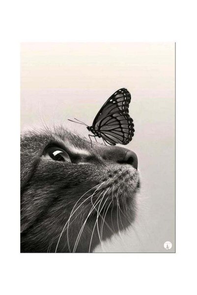 Generic Cat Themed Metallic Plate Grey/Black 20x15cm