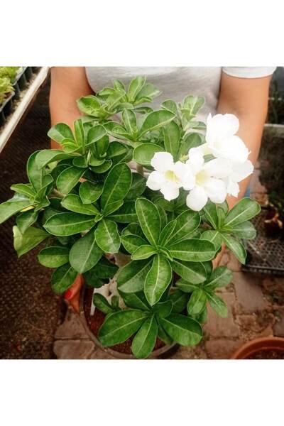 cantropikal Adenium Obesum - çiçekli bonsai - No : 25 - 23 cm. çaplı saksıda