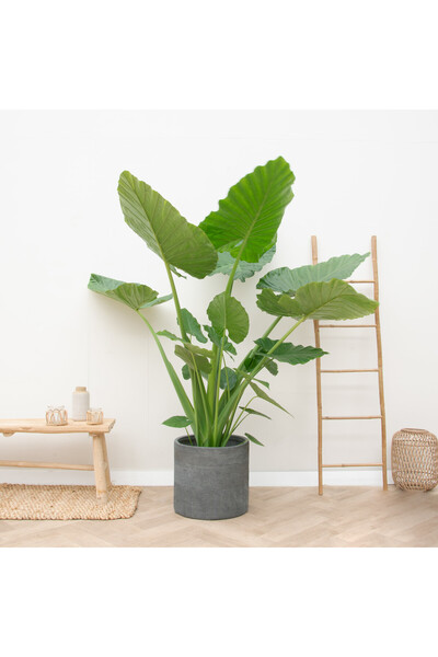 SYNETELLYA Fil Kulağı Bitkisi - Alocasia Macrorrhizos 130-150cm
