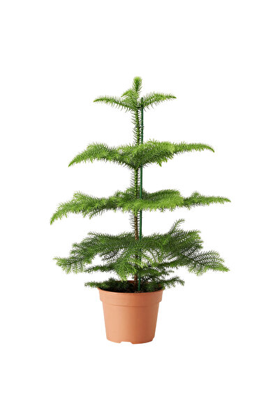 SYNETELLYA Yılbaşı Ağacı Heterophylla Arokarya Araucaria 120-140 Cm Ev Ofis Bitkisi Salon Çamı