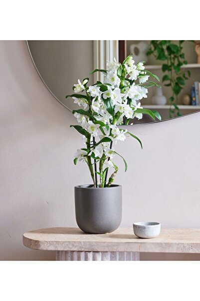 SYNETELLYA Canlı Beyaz Dendrobium Bambu Orkide Çiçeği