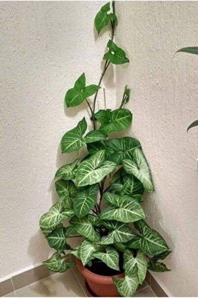 SYNETELLYA Yosun Sopalı 60 cm Melek Kanadı Çiçeği - Ok Başı Sarmaşığı - Syngonium Bitkisi