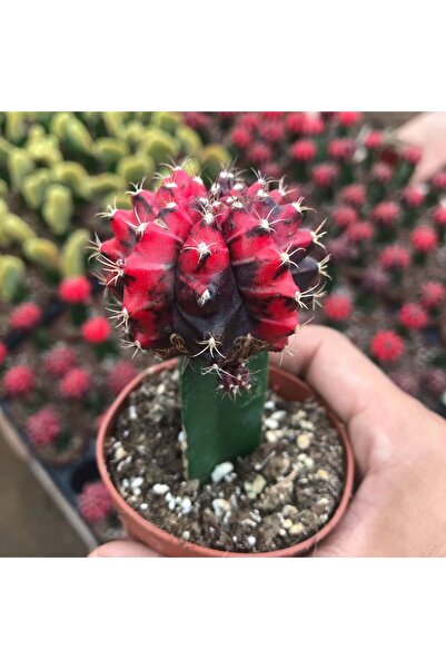 SYNETELLYA Gymnocalycium Mihanovichii aşılı kaktüs 10-15 cm