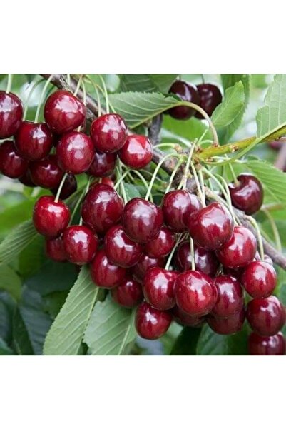 nehirfidancılık Ziraat 900 Kiraz Fidanı