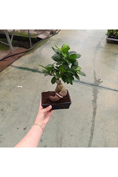 YAMAN Gingseng bonzai