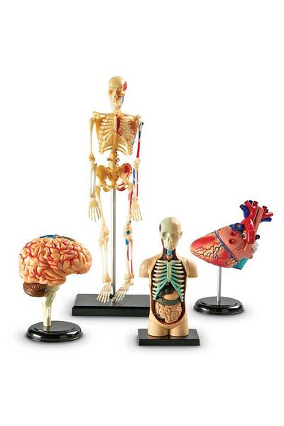 Learning Resources Model set - Anatomy