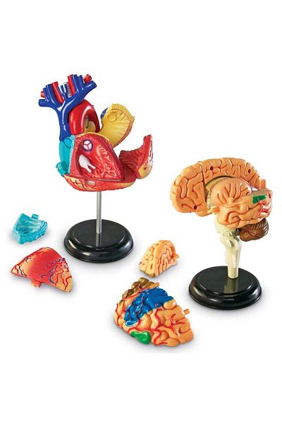 Learning Resources Model set - Anatomy