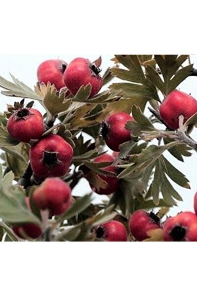 nehirfidancılık Kırmızı Alıç Fidanı