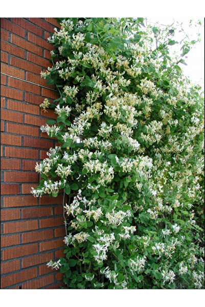 Genel Markalar Tüplü Beyaz Çiçekli Hanımeli Sarmaşık Fidanı ( 2 Yaşında Boyu 120 Cm)