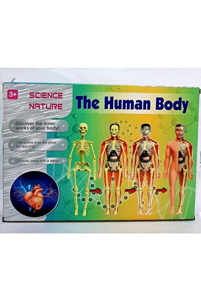 Mia مجموعة تعلم الهيكل العظمي البشري والأعضاء المكونة من 32 قطعة