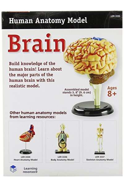 Learning Resources Human Body - Brain - 31 pieces - Educational set