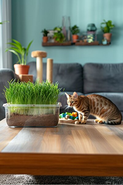 Paw Maw %100 Doğal Kedi Çimi (Tüy Yumağı Önleyici, Sindirim Destekleyici)